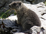 Murmeltiere an der Bachl-Alm