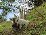 Ziegen an der Glös-Alm