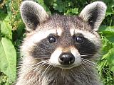 Im Wildpark